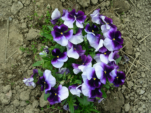 pansy in flower